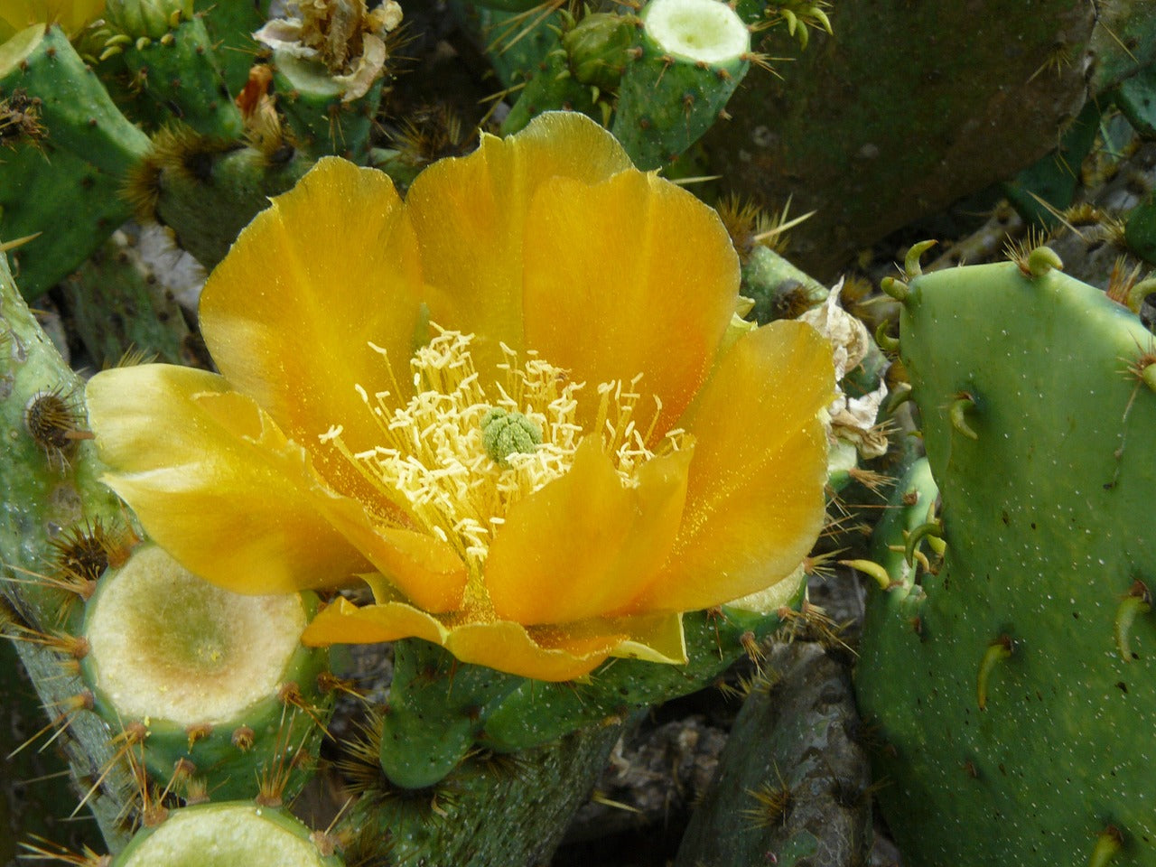 Cactus Blossom